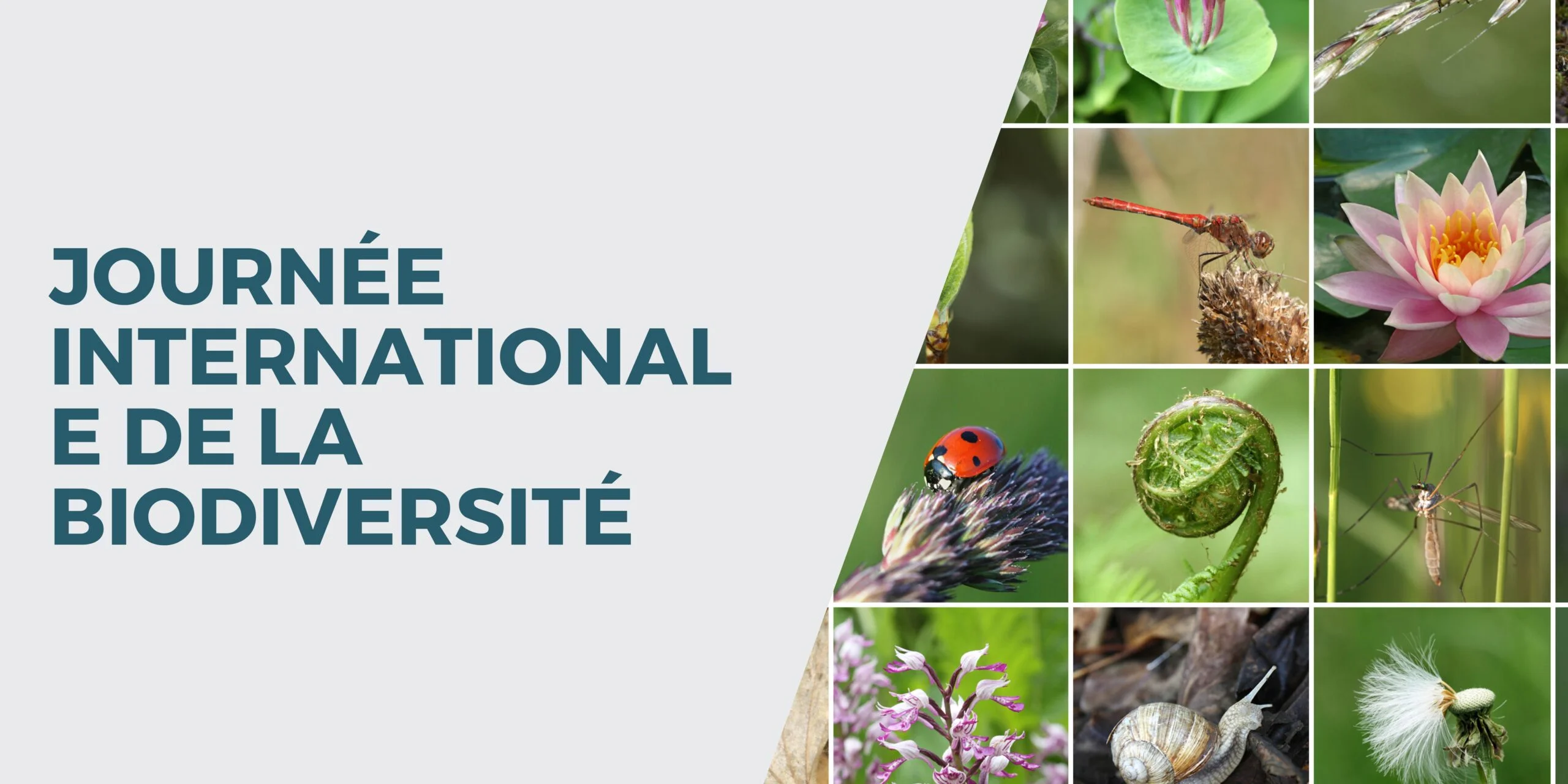 Journée internationale de la biodiversité